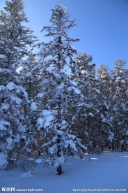 落雪树木