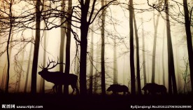 野生动物迁徙图片