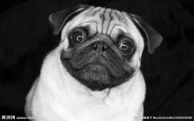 八哥犬