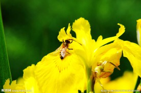 黄花鸢尾