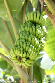 香蕉树