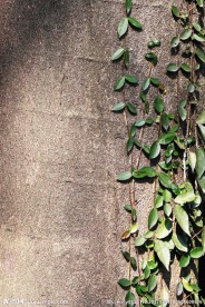 植物