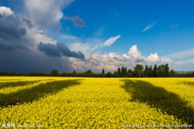 油菜花风景
