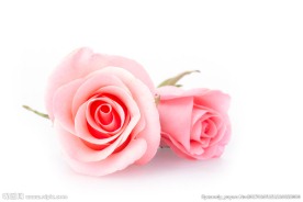 浪漫的玫瑰花高清图片