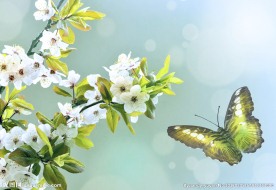 美丽的蝴蝶特写高清图片