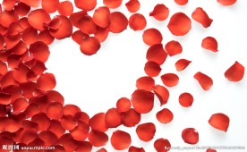 玫瑰花瓣高清摄影图片