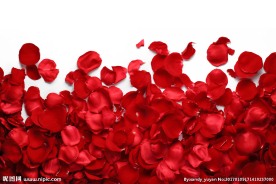 玫瑰花瓣高清摄影图片