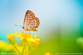 美丽的蝴蝶特写高清图片