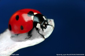 草丛上的七星瓢虫高清图片