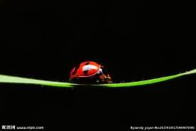 草丛上的七星瓢虫高清图片