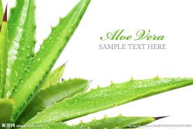 新鲜的芦荟高清图片