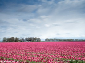 郁金香花海