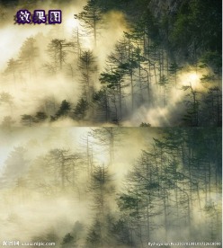 唯美云雾缭绕的松树林高清视频