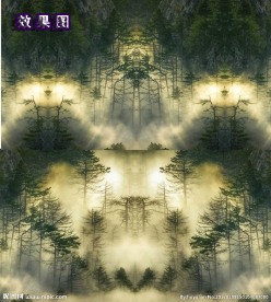 特效云雾缭绕的松树林高清视频