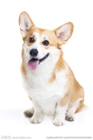 狗