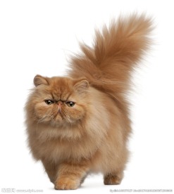 加菲猫