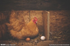 母鸡下蛋