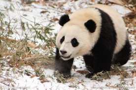 熊猫