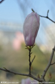 木兰