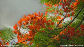 凤凰花