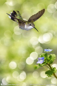 蜂鸟
