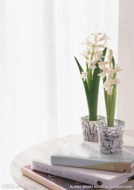 水仙花摄影