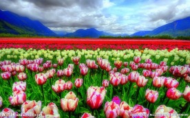郁金香花海
