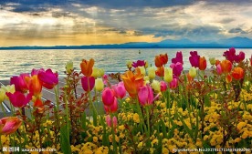 郁金香花海