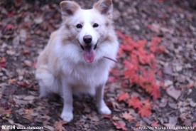 边境牧羊犬