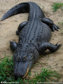 鳄鱼