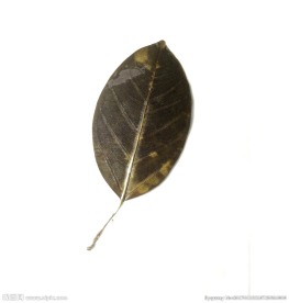 高山榕植物标本