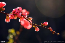 日本海棠花图片