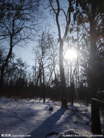 雪森林