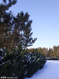雪景