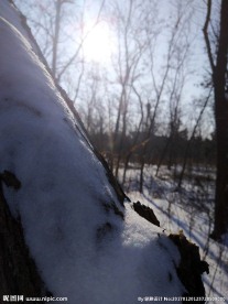 雪杨树