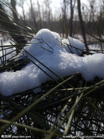 雪松