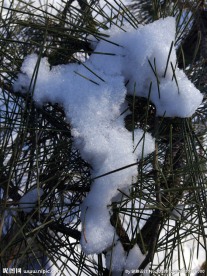 雪松
