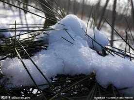 雪松