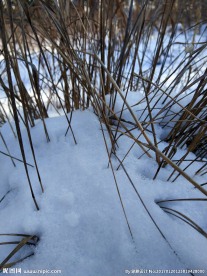 雪草