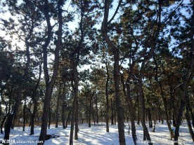 雪松树