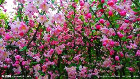 海棠花