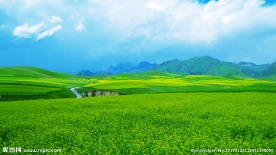 油菜花田