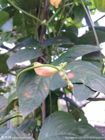 长豆角