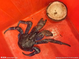 帕劳特产椰子蟹