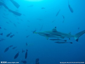 帕劳海底鲨鱼