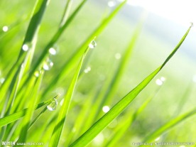 唯美水滴草的图片