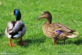 两只鸭子图片