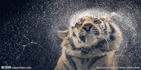 老虎捕食