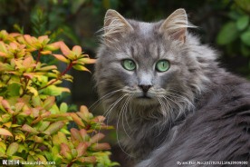 波斯猫
