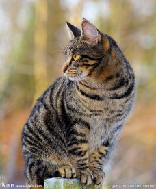 小猫侧身图片